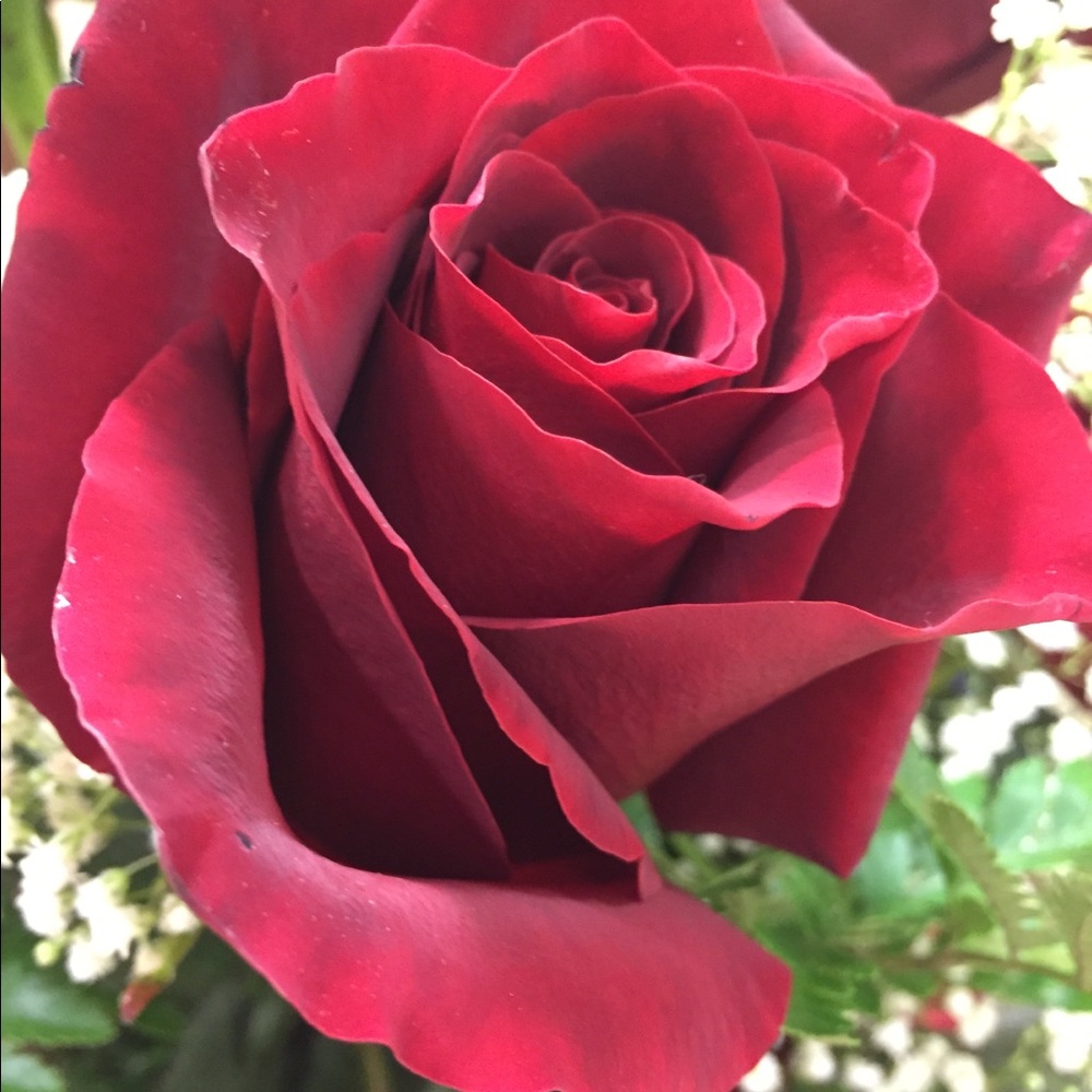 Meet your Posher, Laurie